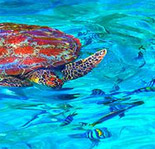 3Day 2 Nights Green Mangoes Similan Tachai Package