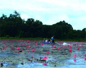 City and Lotus Sea หาดใหญ่ ทะเลน้อย