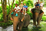 Elephant Trekking