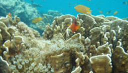 หมู่เกาะทางช้างเผือก Cockbern Island