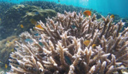 หมู่เกาะทางช้างเผือก Cockbern Island