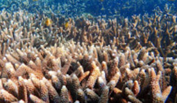 หมู่เกาะทางช้างเผือก Cockbern Island