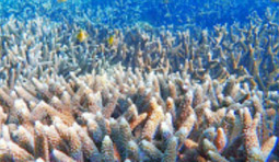 หมู่เกาะทางช้างเผือก Cockbern Island