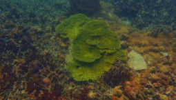 หมู่เกาะทางช้างเผือก Cockbern Island