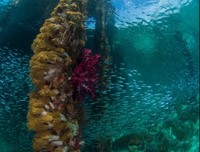 The Jetties's Reef by JC Tour