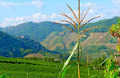 Mountains, Lake, Arts