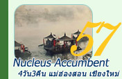 Nucleus Accumbent 4วัน3คืน