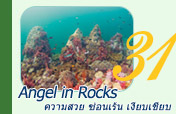 Angel in Rocks 3วัน2คืน