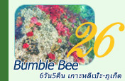 Bumble Bee 6วัน5คืน ไม่รู้ ยิ่งสนุก และทำได้