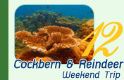 Weekend Cockbern and Reindeer