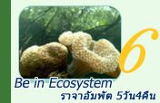 Be in Ecosystem: ราจาอัมพัต 5วัน4คืน