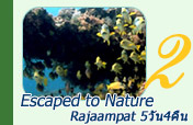 Escaped to Nature Raja Ampat