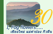 I, Fog flowers เชียงใหม่ แม่คำปอง กิ่วฝิ่น 3วัน2คืน