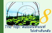 The Top: ดอยอินทนนท์