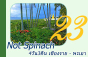 Not Spinach: 4 วัน 3 คืน