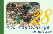 4 วัน 3 คืน Overnight เกาะเต่า สมุย