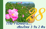 The Flowers 3วัน2คืน