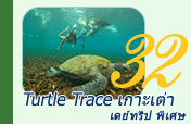 Turtle Trace. เดย์ทริป พิเศษ ดำน้ำเกาะเต่า ต้องได้ดูเต่า