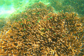 Nui Bay, Bamboo Island, Baby Sharks