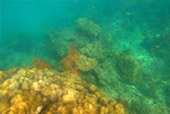 Nui Bay, Bamboo Island, Baby Sharks