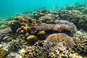 Nui Bay, Bamboo Island, Baby Sharks