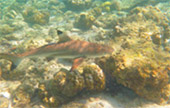 Nui Bay, Bamboo Island, Baby Sharks