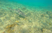 Nui Bay, Bamboo Island, Baby Sharks