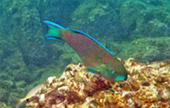 Nui Bay, Bamboo Island, Baby Sharks