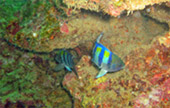 Nui Bay, Bamboo Island, Baby Sharks