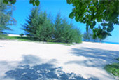 Nui Bay, Bamboo Island, Baby Sharks