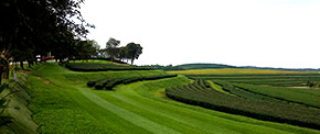 Tea Plantations ไร่ชาหัวใจของทัวร์เชียงราย