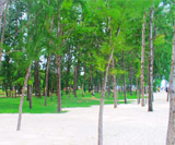 PP Bamboo Island by Speed Boat