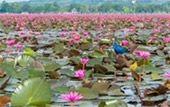 ตรัง: Coral and Lotus